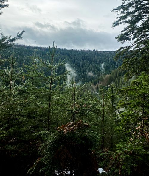 Free Breathtaking view of a coniferous forest shrouded in mist, evoking tranquility and nature's beauty. Stock Photo