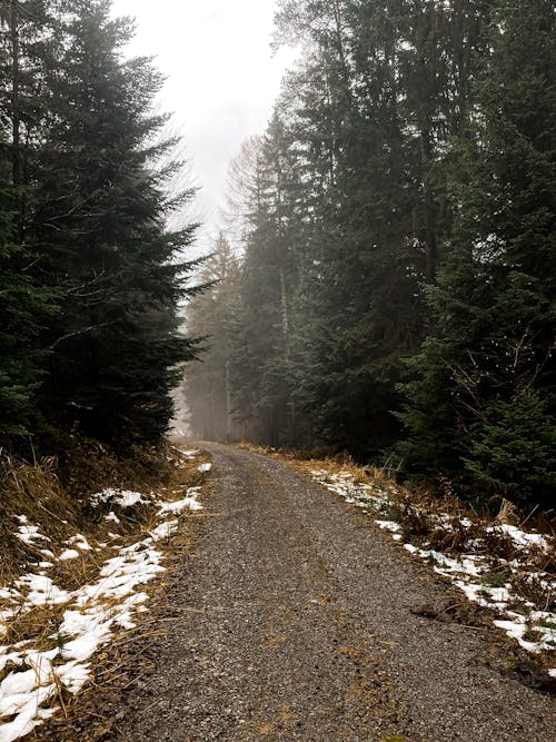 Základová fotografie zdarma na téma krajina, les, mlha