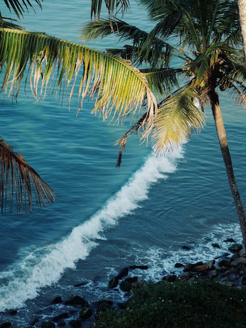 Palm Trees Near Ocean Shore in Kerala, India