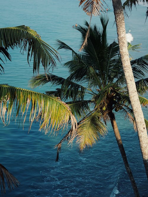 Palm Trees on Seashore in India