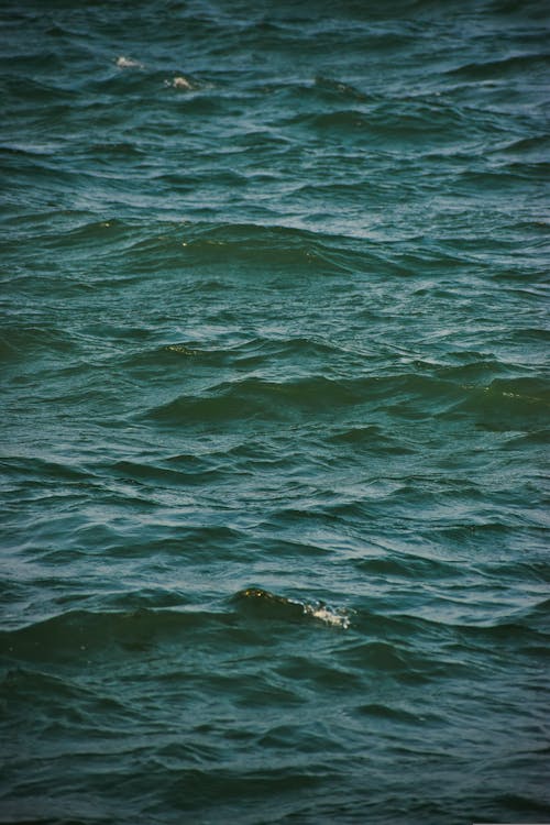 Kostnadsfri bild av hav, närbild, selektiv fokusering