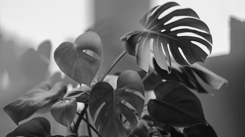 Black and white photograph of a plant with leaves