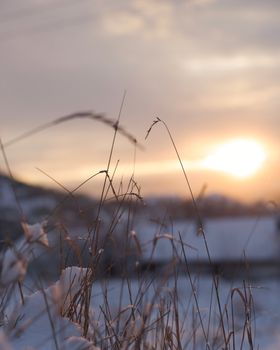 Snowy field at sunrise with soft light on winter landscape, tranquil and serene.