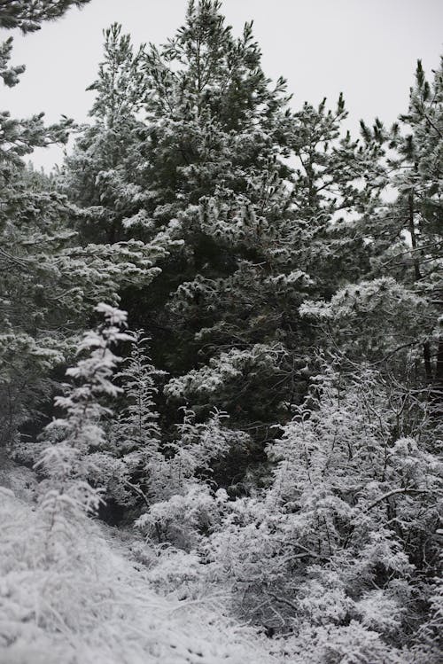 Trees in Black and White