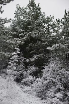 A serene view of a snow-covered forest showcasing winter beauty.