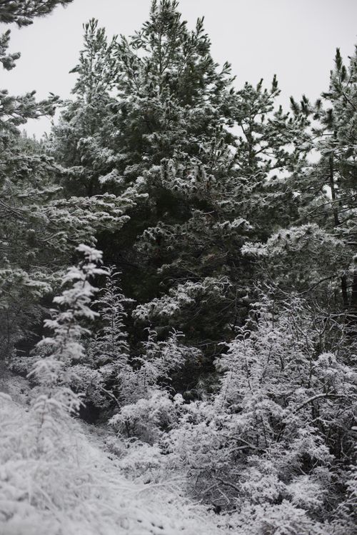 Free A serene view of a snow-covered forest showcasing winter beauty. Stock Photo