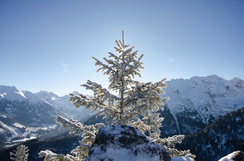 Бесплатное стоковое фото с горы, зима, лес