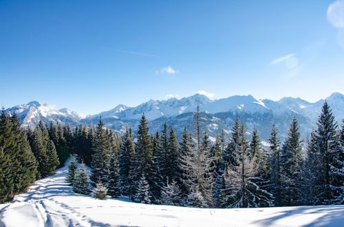 Free A breathtaking view of snow-covered mountains and evergreen trees under a clear blue sky. Stock Photo