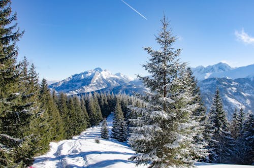 Безкоштовне стокове фото на тему «вічнозелений, гори, зима»