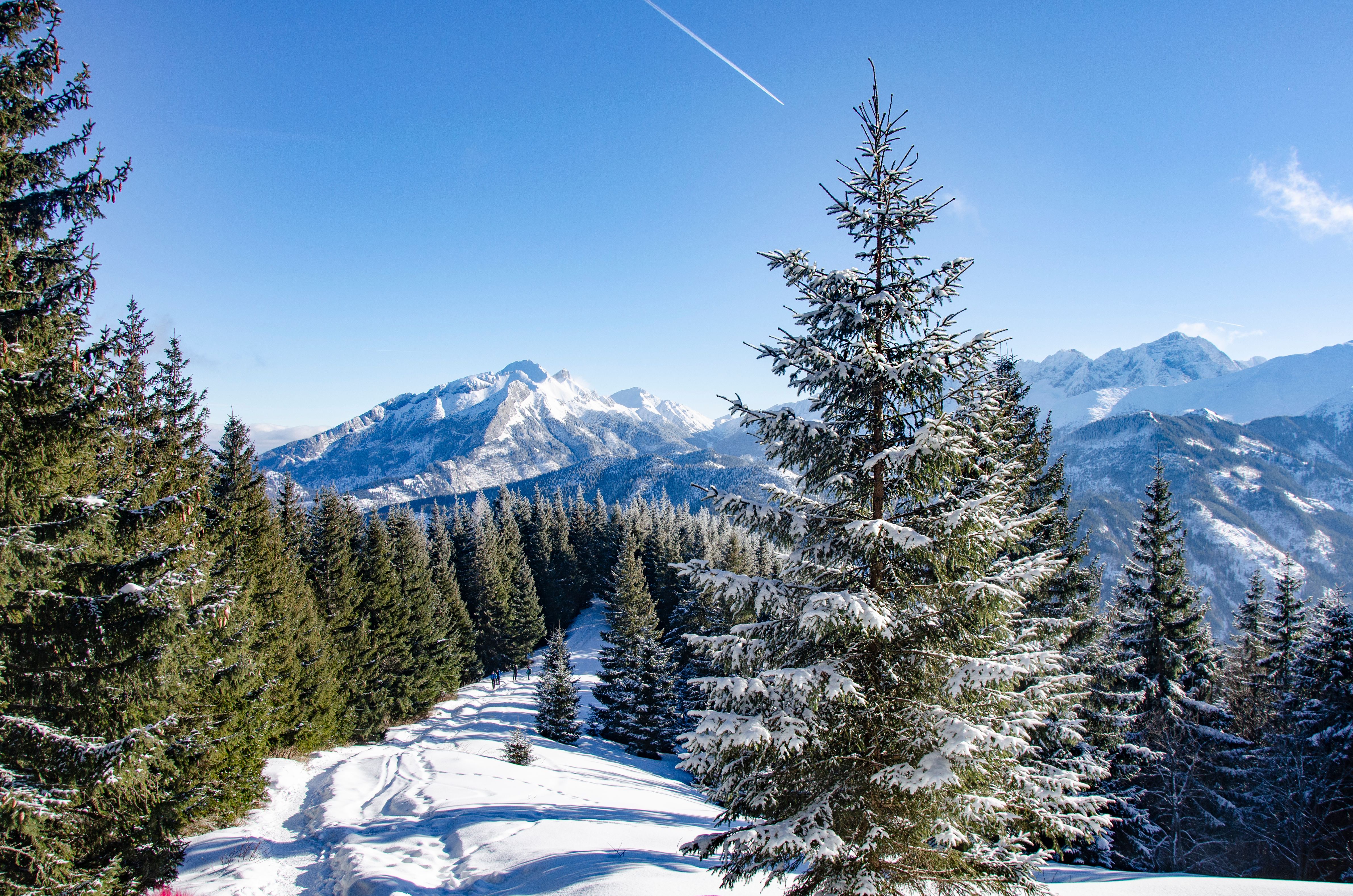 A snowy mountain with pine trees and snow covered ground · Free Stock Photo