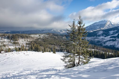 Foto profissional grátis de floresta, inverno, montanhas