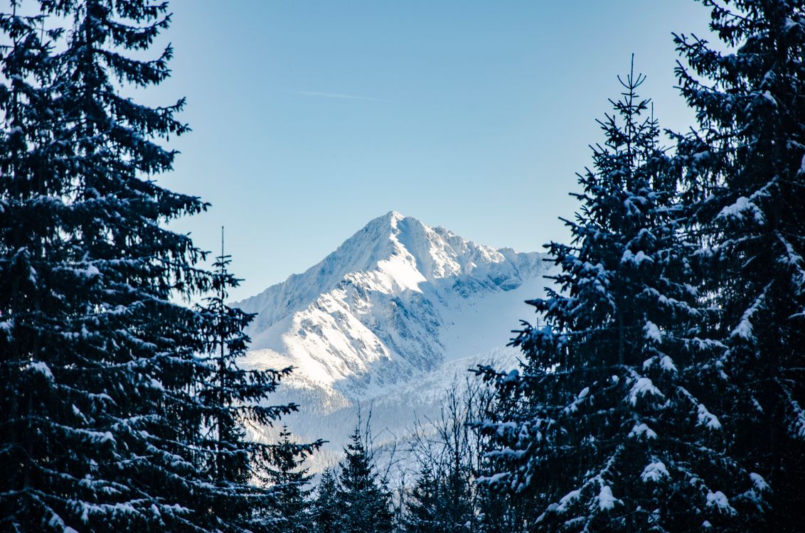 Coniferous Trees in Snow · Free Stock Photo