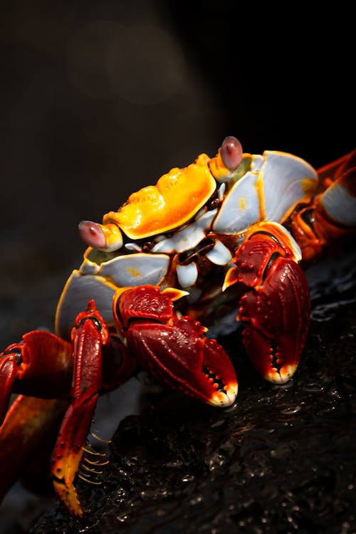Crab in Close Up
