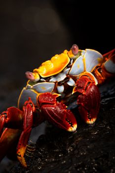 Vibrant Sally Lightfoot Crab on lava rocks in the Galápagos.