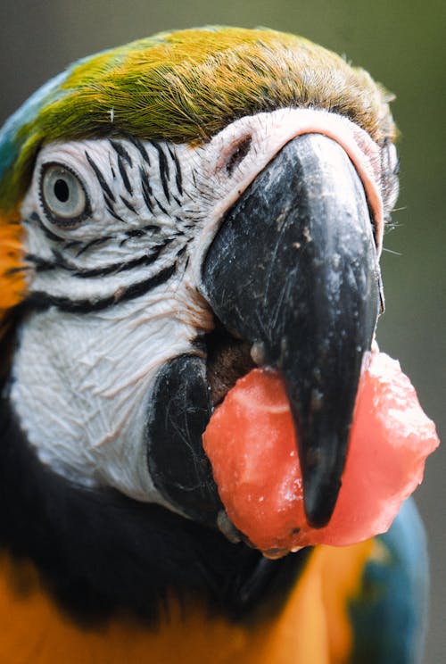 Portrait of Macaw Parrot