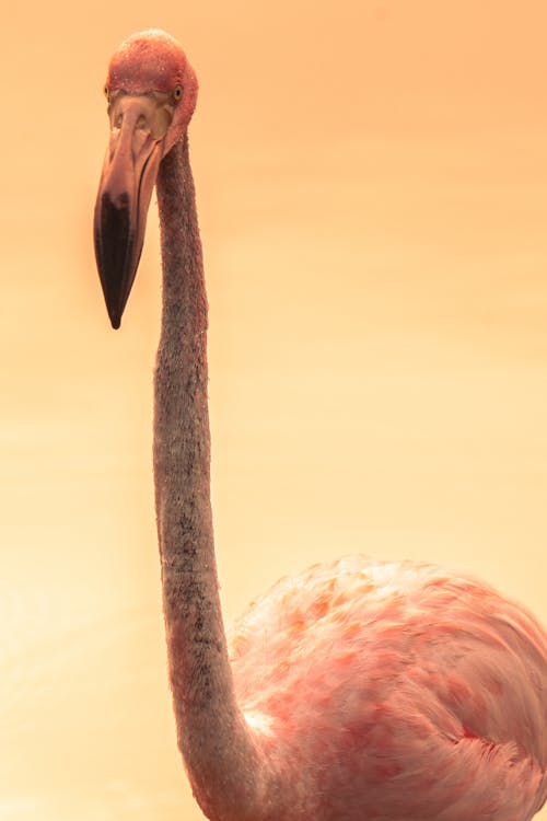 Single Flamingo in Close Up