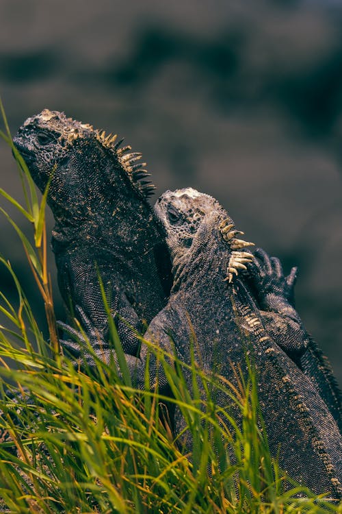 Iguanas on Grass