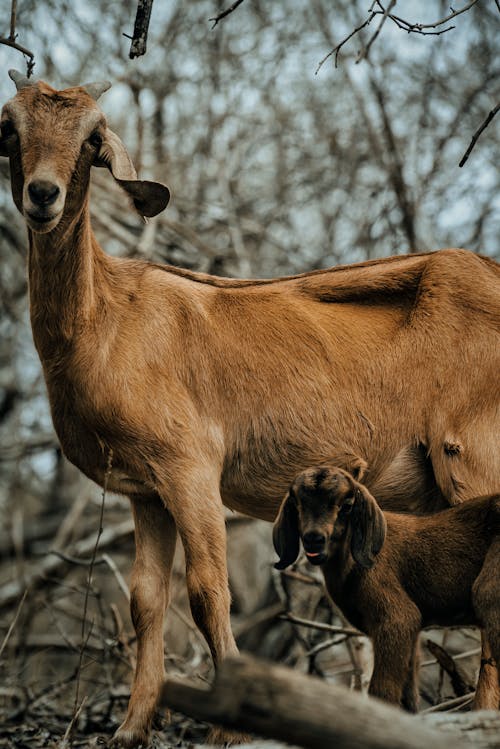 Goat with Kid