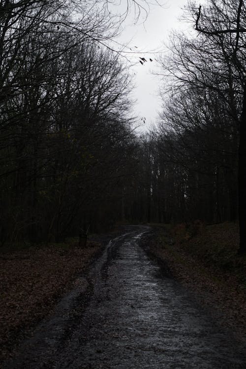 Základová fotografie zdarma na téma les, špinavá cesta, tajuplný