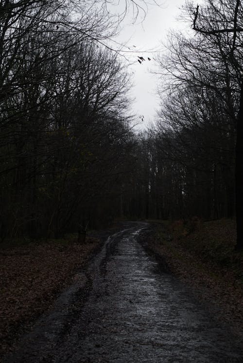 Foto profissional grátis de estrada de terra, estranho, floresta