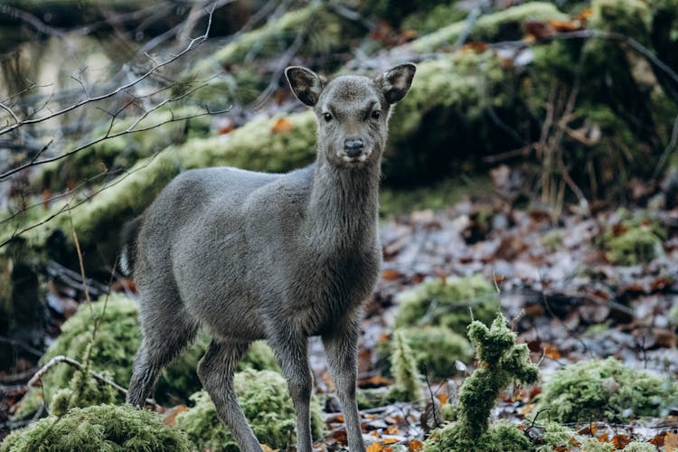 Deer In Forest