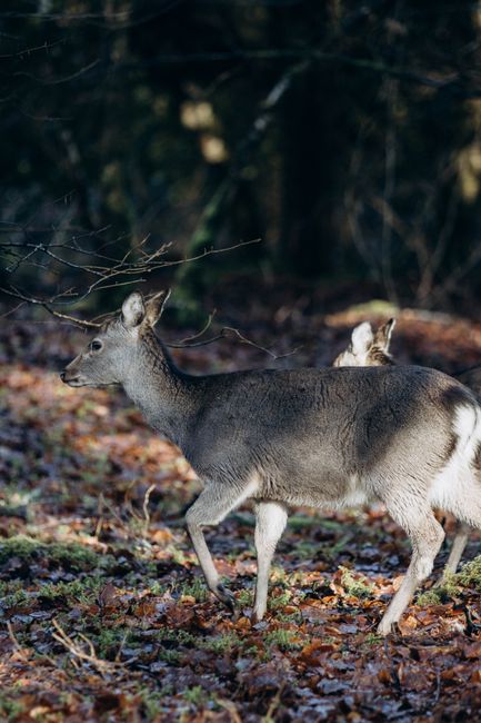 A wild deer gracefully walking through a sunlit forest with fallen leaves.