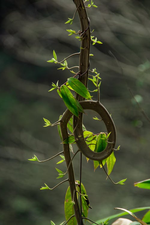 나뭇잎, 등반가, 바탕화면의 무료 스톡 사진