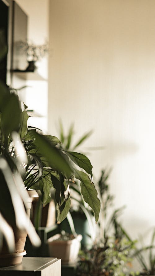 Interior Decorated with Potted Plants