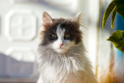 Free Close-up of a fluffy white and gray cat with green eyes, sitting in sunlight. Stock Photo