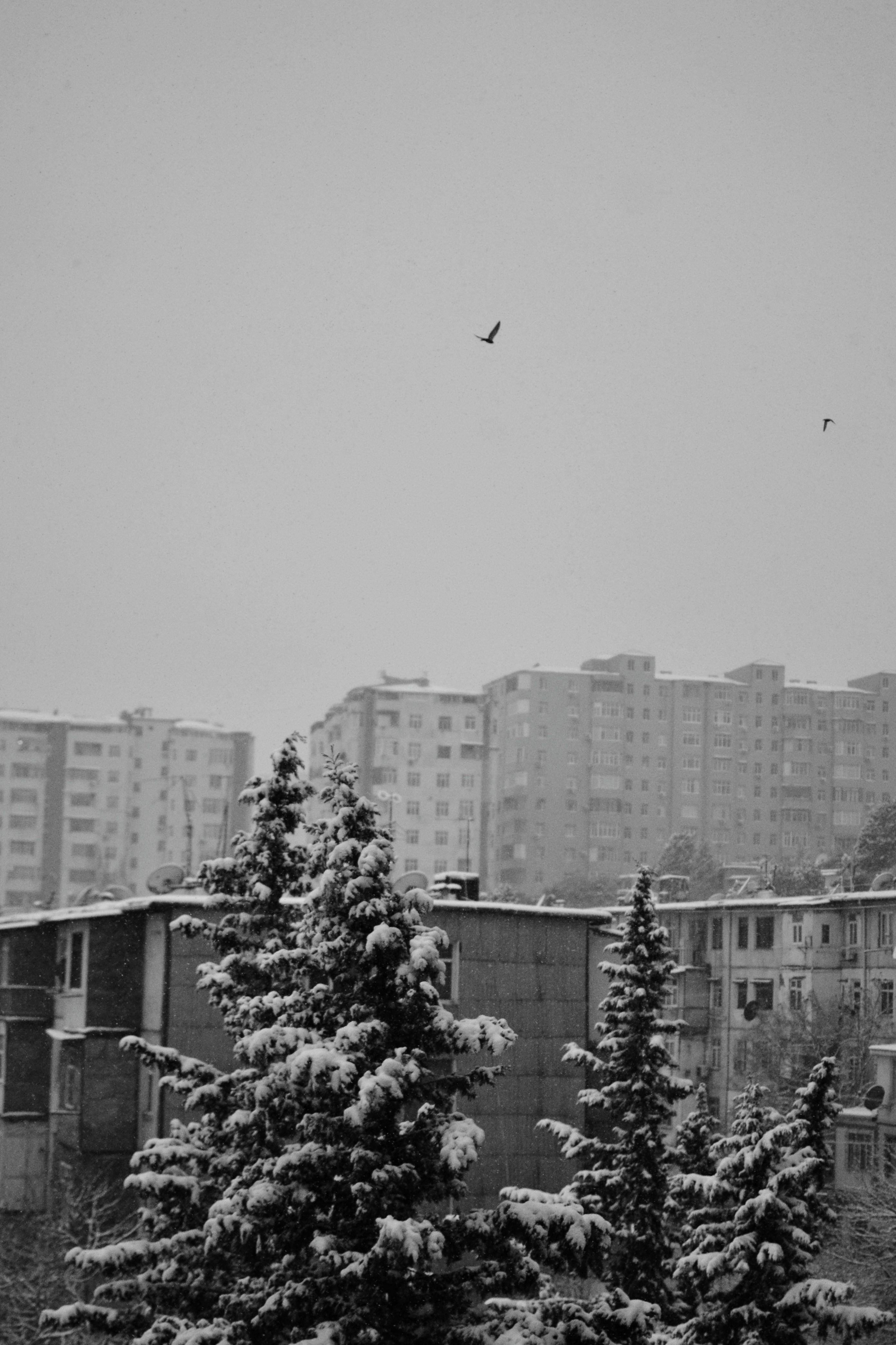 A black and white photo of snow-covered trees against urban buildings.