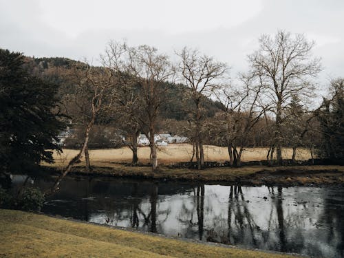 Bare Trees and Pond Landscape