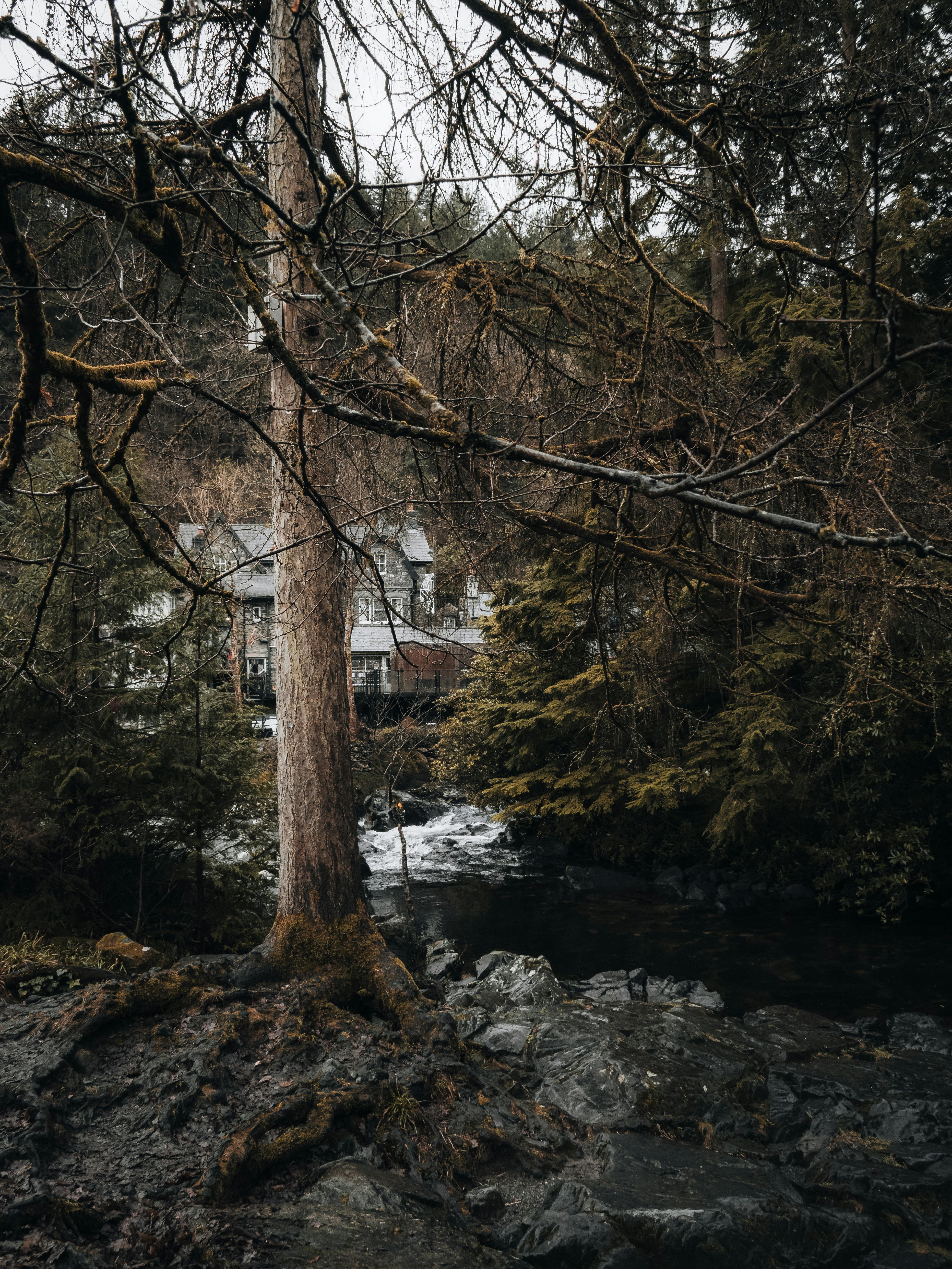 Rustic cottage nestled among vibrant autumn forest and flowing stream in Betws-y-Coed, Wales.