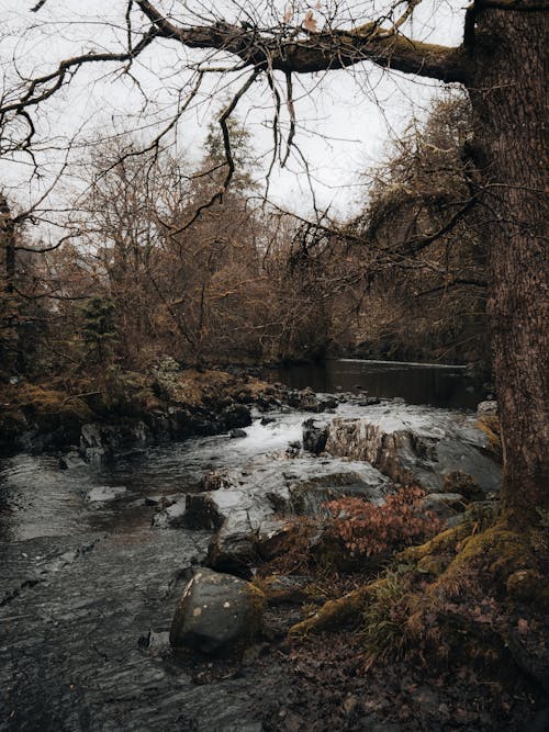 Kostenloses Stock Foto zu bäume, felsen, fluss