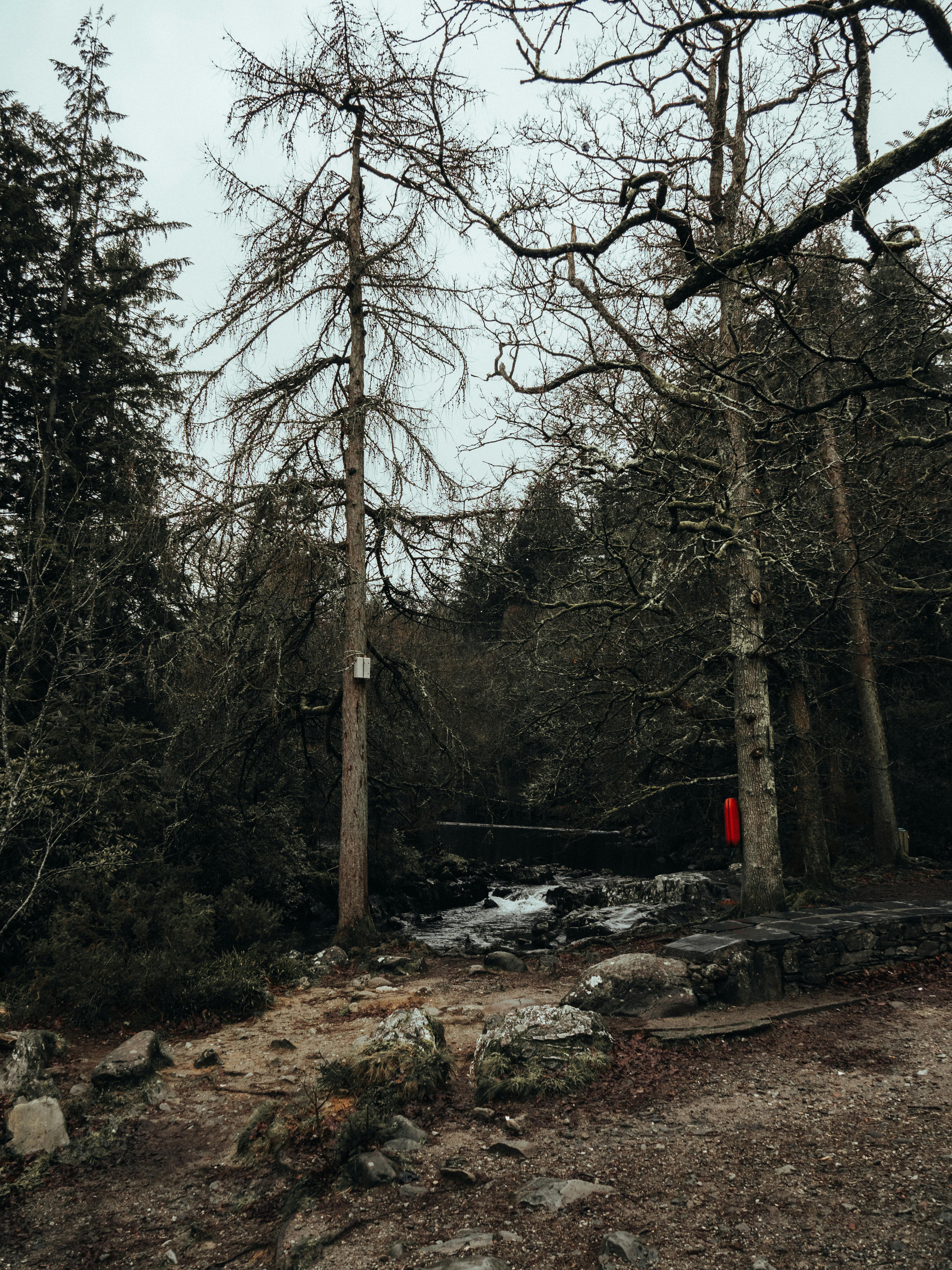 Explore the serene winter woodland of Betws-y-Coed with flowing stream and frosty trees.
