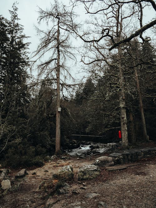 Trees by Stream in Forest