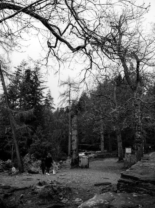 Black and White Photo of a Nature Reserve