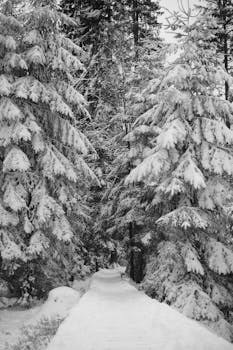 Tranquil path through a snow-covered forest, perfect winter scene.