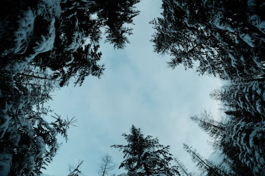 View of snow-covered trees framing a cold winter sky.