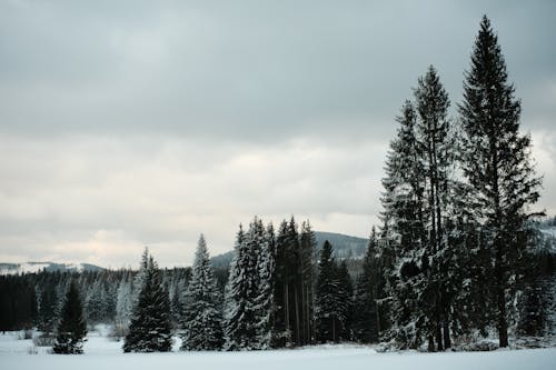 Winter Landscape with Trees and Mountains in the Background 