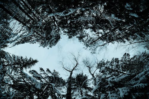 Low Angle Shot of Frosty Trees in a Forest 