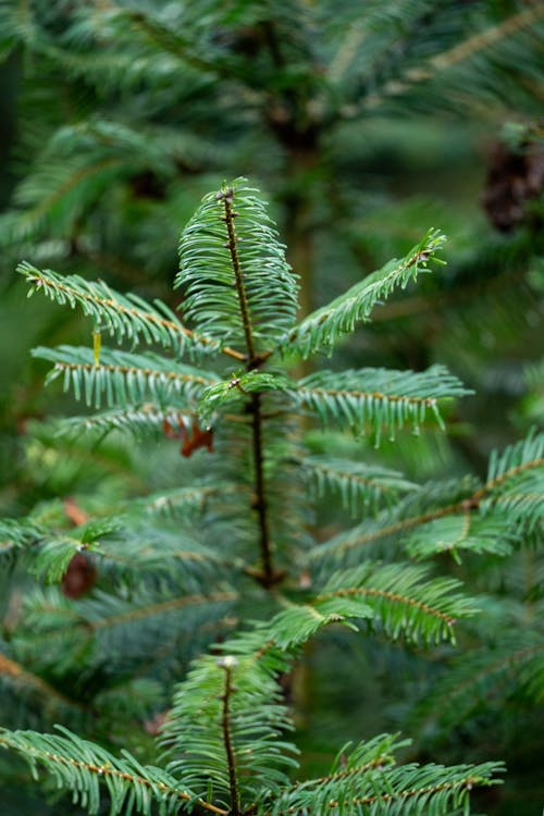 Close-up of a Small Conifer with Bright Green Needles