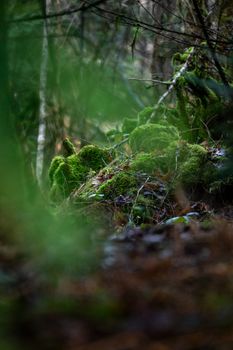 Close-up of vibrant green moss covering rocks in a serene forest, showcasing nature's beauty.