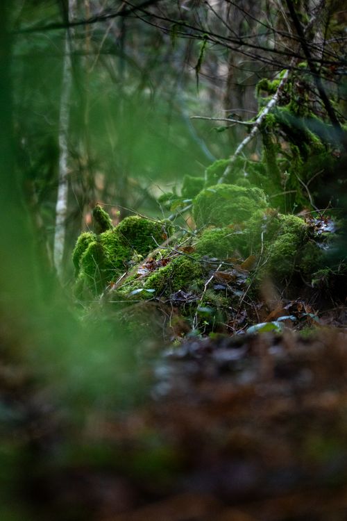 Free Close-up of vibrant green moss covering rocks in a serene forest, showcasing nature's beauty. Stock Photo