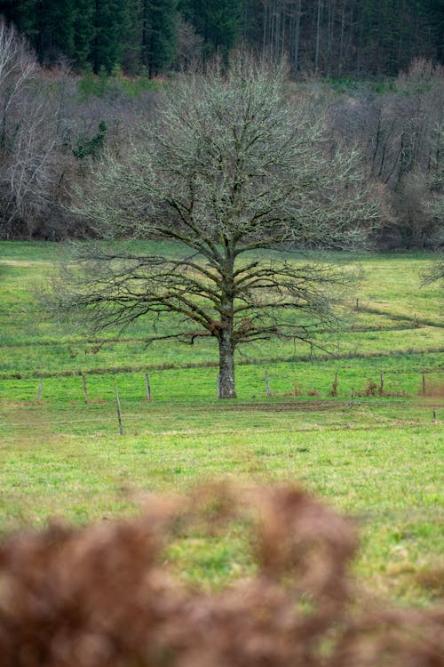Imagine de stoc gratuită din arbore, câmp înverzit, crengi