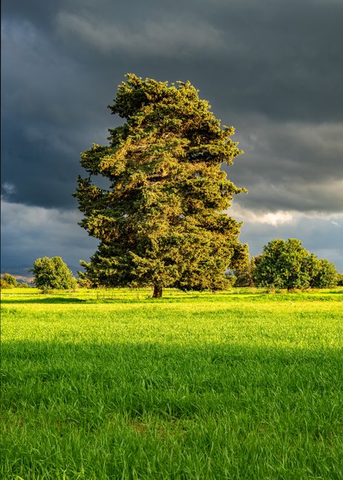 Free A lone tree stands in a lush, sunlit green field against a dramatic sky. Stock Photo