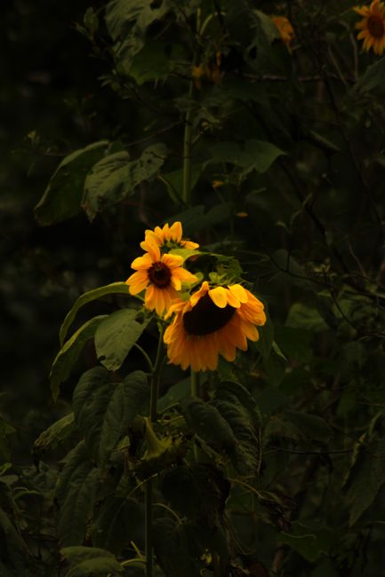 Striking sunflowers with vibrant yellow petals stand tall against lush green leaves in a serene outdoor setting.
