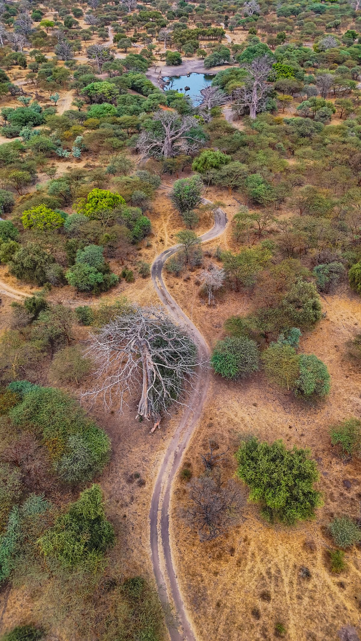 Aerial view of the East African highland landscape