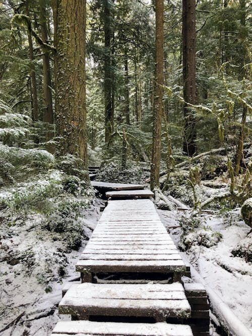 View of a Snowy Boardwalk between Trees in a Forest