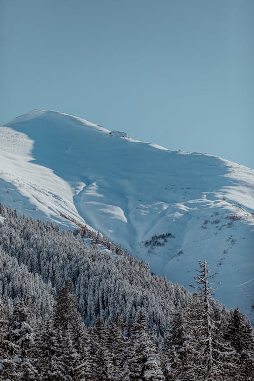 Gratis arkivbilde med fjell, landskap, skog