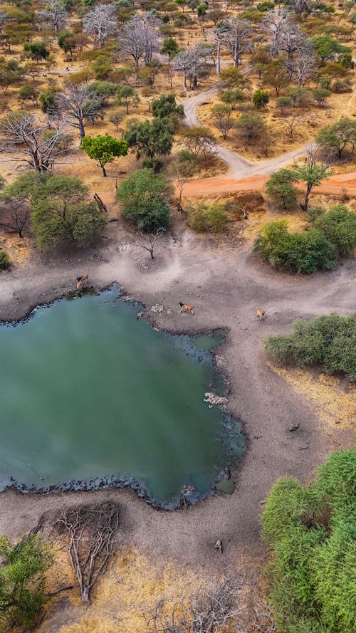 Fotos de stock gratuitas de animales, arboles, foto con dron